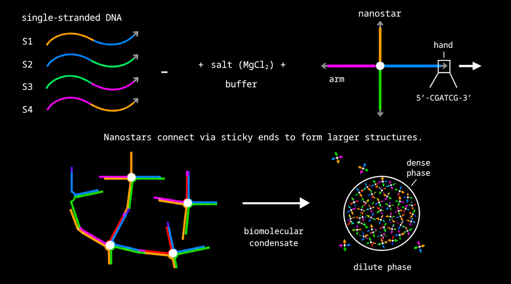 Single-stranded DNA mixed with magnesium chloride salt buffer folds into four-arm nanostars; the stars connect through sticky ends into a network that condenses into a biomolecular condensate with coexisting dense and dilute phases